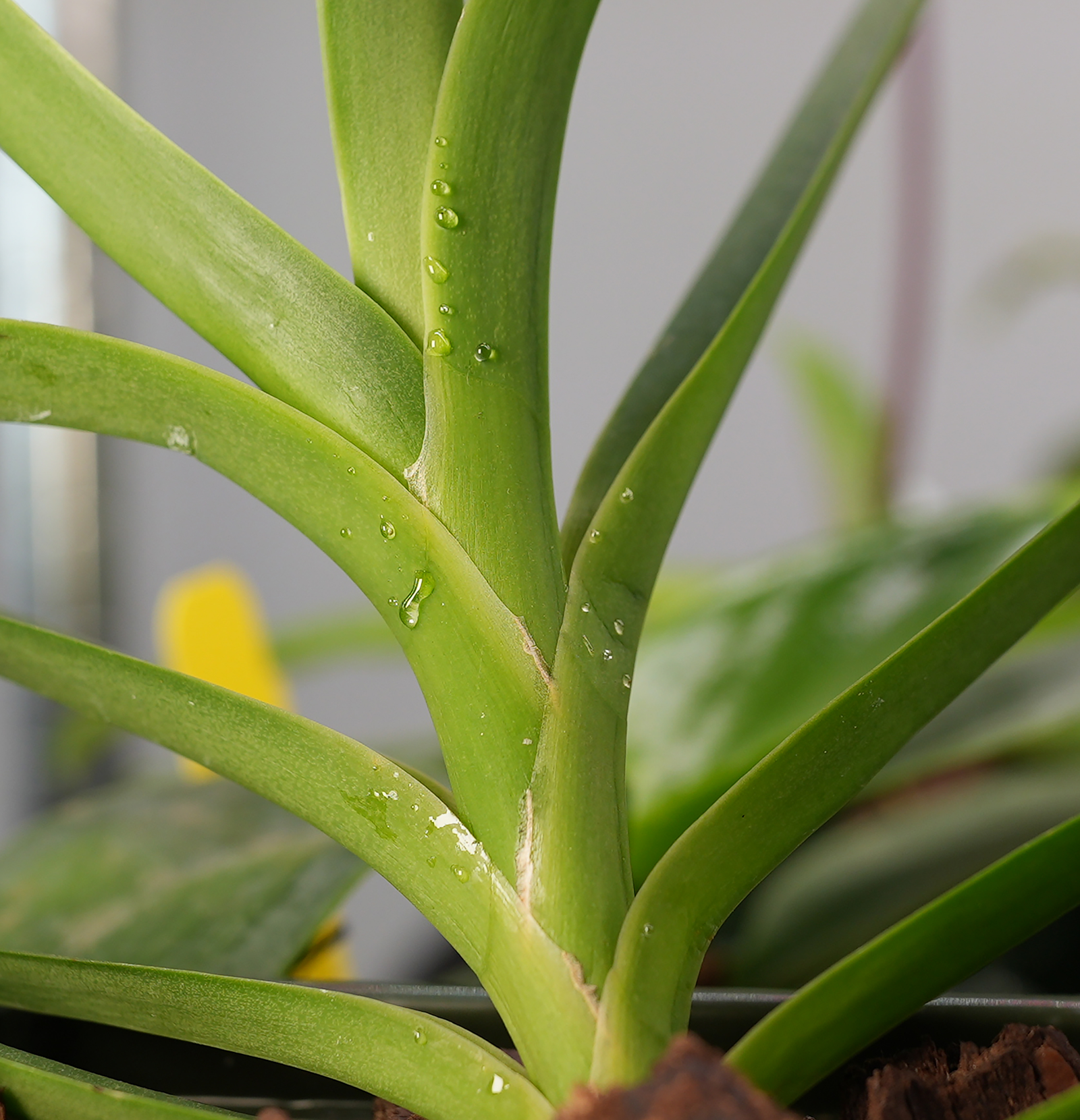 Neo showing sap on the orchid