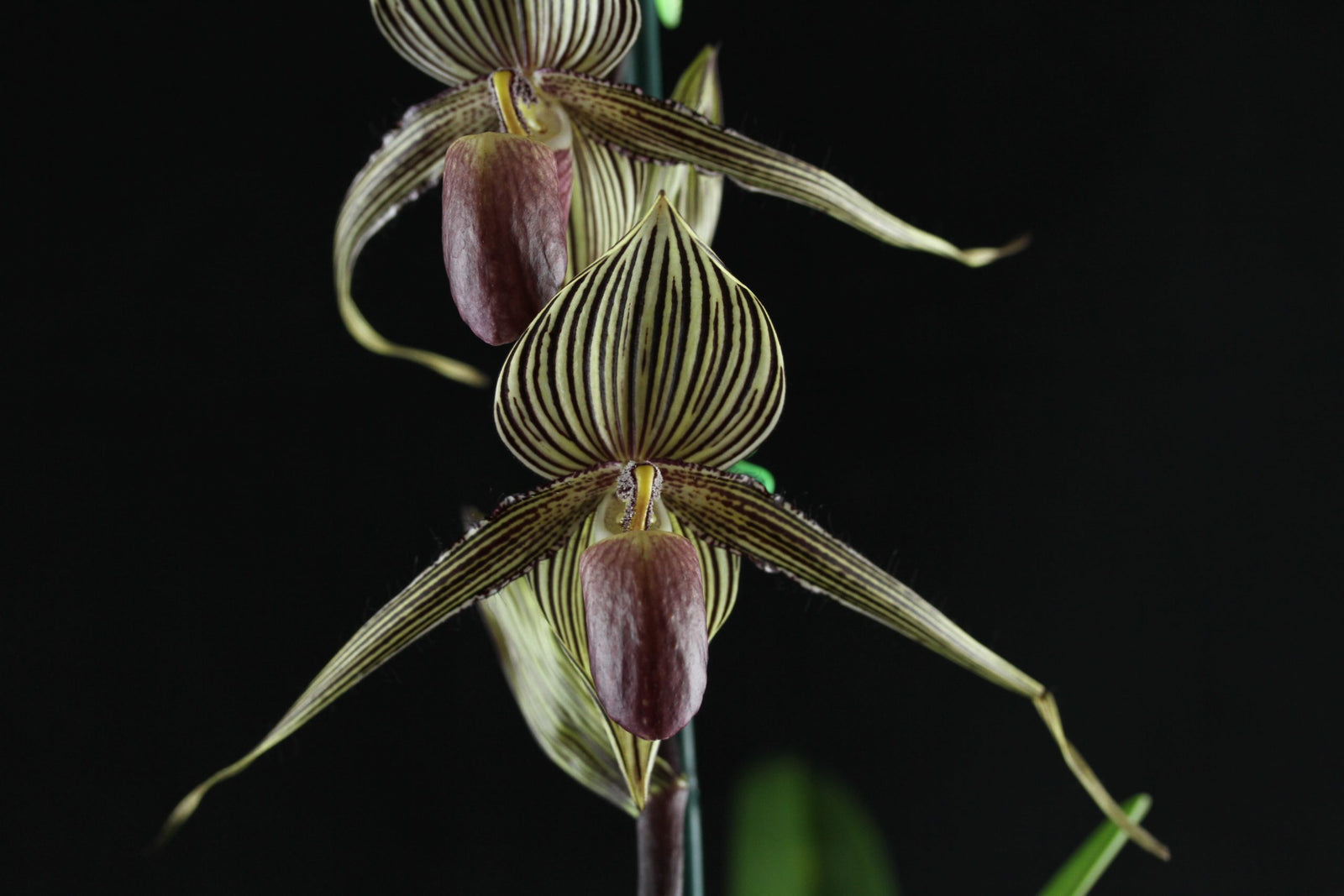 Be A Successful Orchid Grower