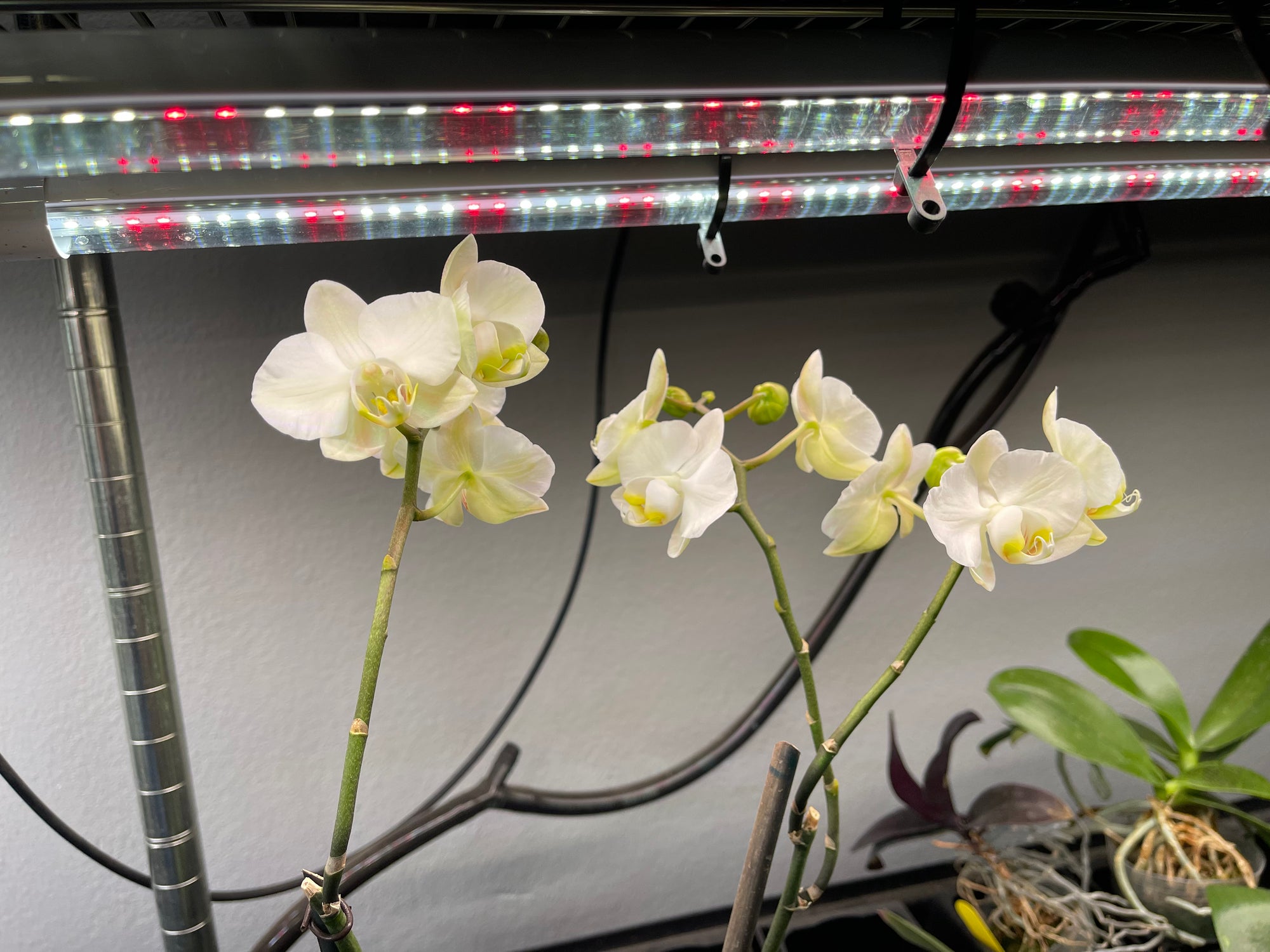 Will my spikes/flowers be harmed if they get too close to the LEDs?
