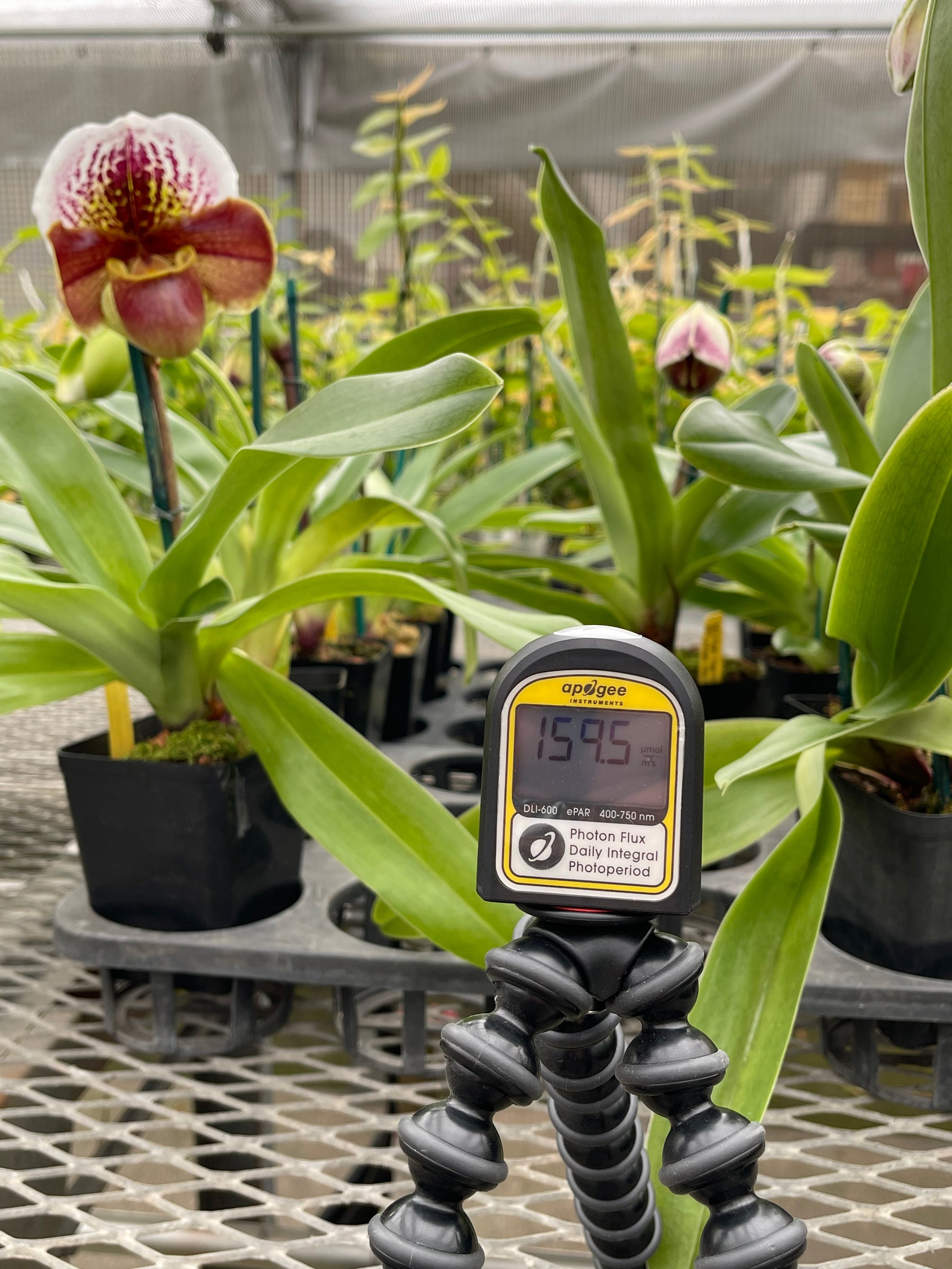 How is PPFD measured? - BotanicalLEDs